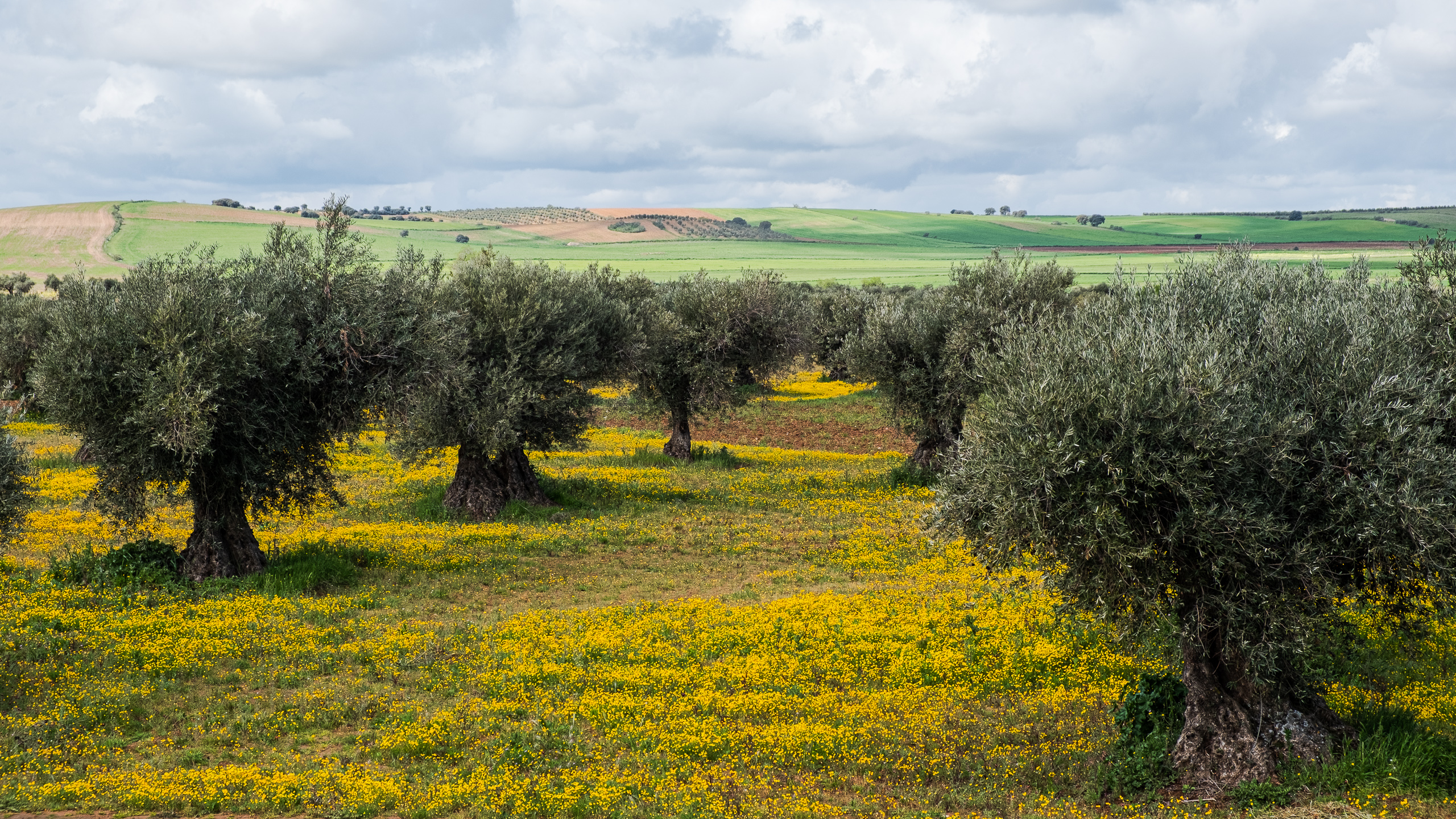 Don Quijote, Windmühlen und die Casa del Médico